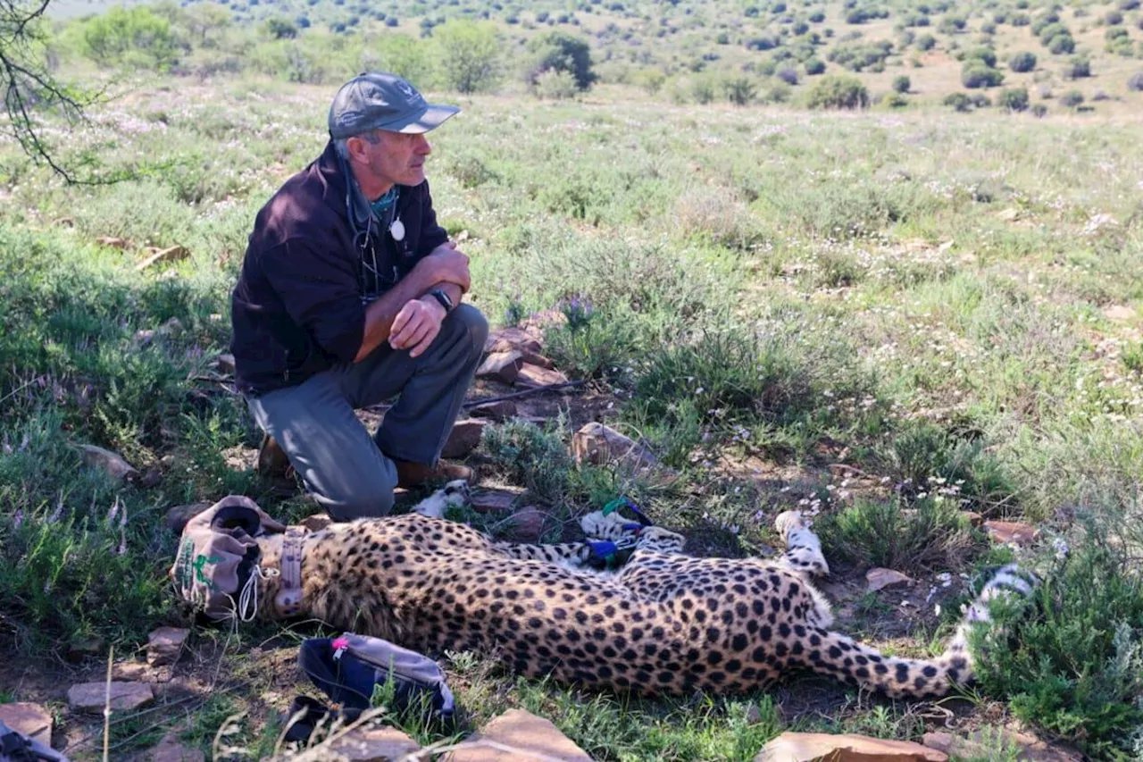 New collar for Mountain Zebra National Park cheetah