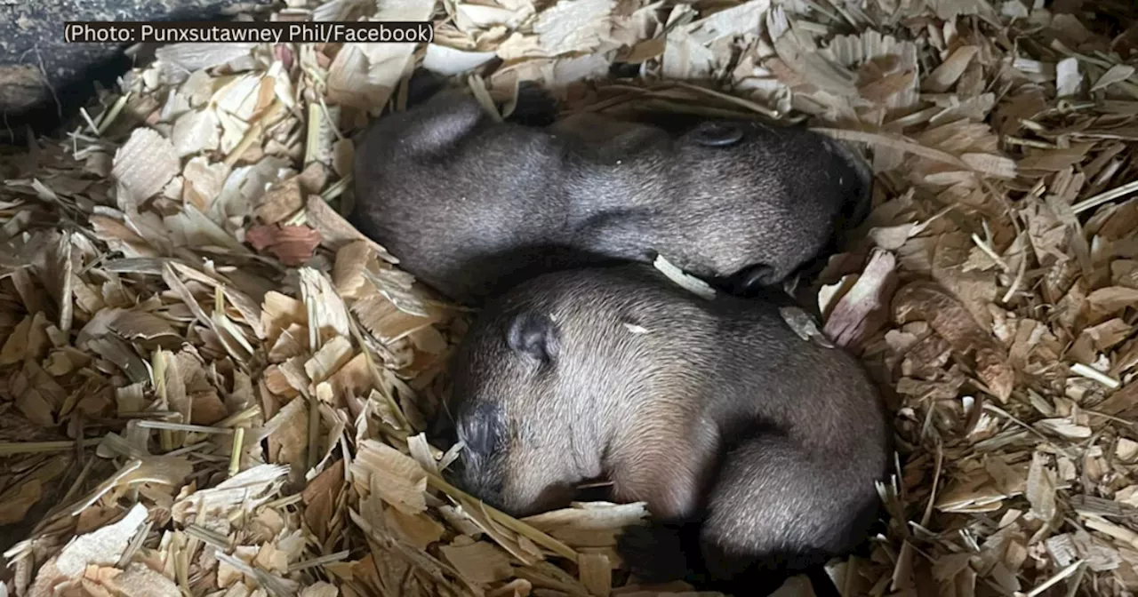 Punxsutawney Groundhog Club reveals Phil and Phyllis' new babies' names