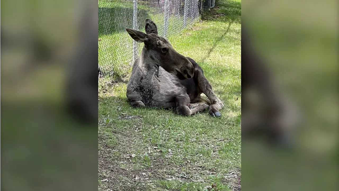 Baby moose pays a visit to Calgary community of Varsity