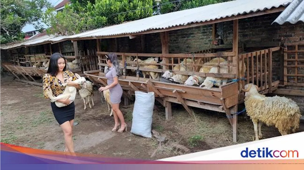 Pakai Jasa 3 SPG, Pedagang Kambing Kurban di Bantul Banjir Pesanan