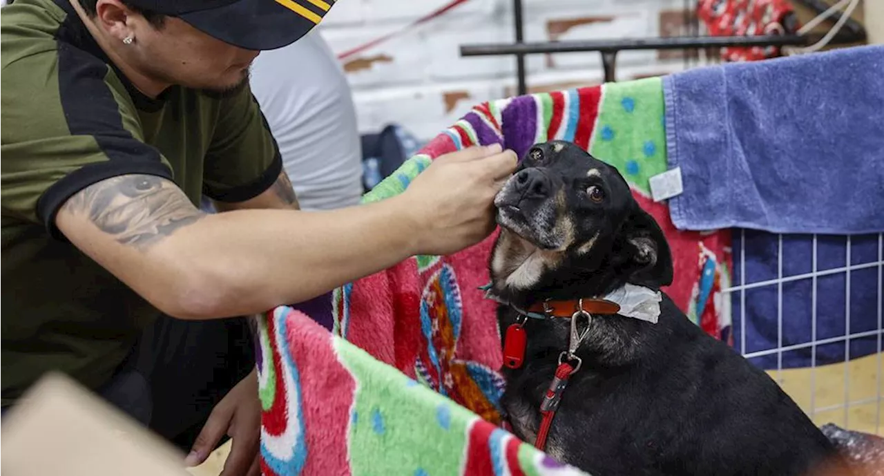 Luchan por salvar animales atrapados por inundaciones al sur de Brasil