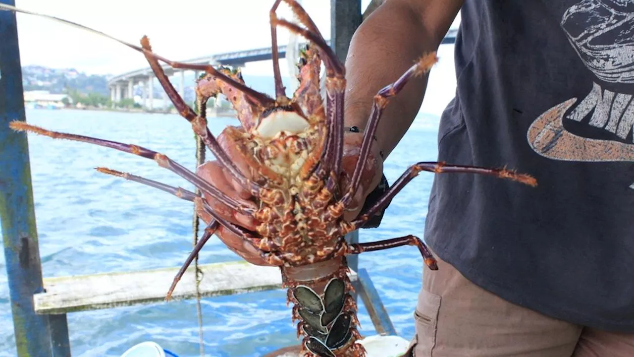 Export of Clear Lobster Seeds Triggers Cultivation Slowdown