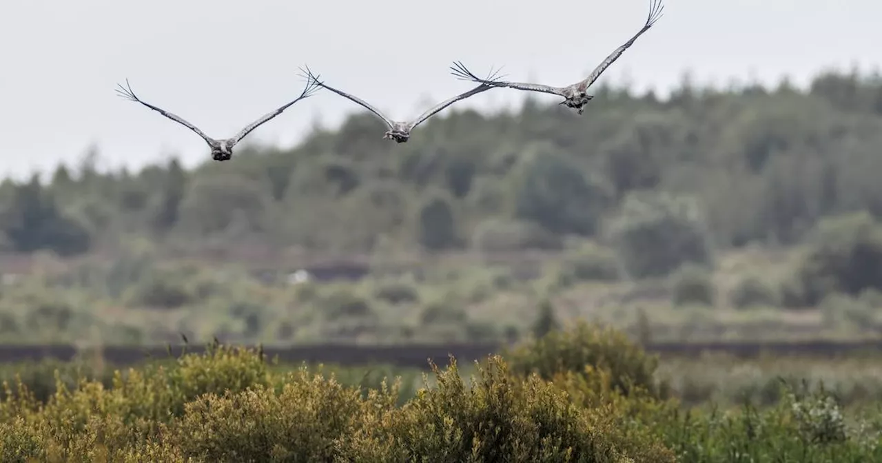 The Irish Times view on Europe’s Nature Restoration Law: a vital measure which needs to be revived