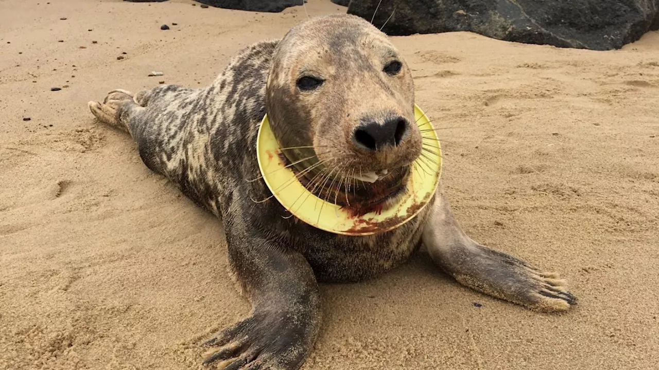 Norfolk wildlife campaigner urges government to ban plastic throwing rings to protect seals