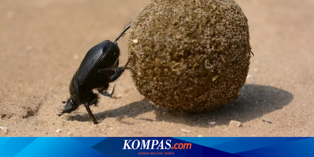 Apa Saja Makanan Kumbang?