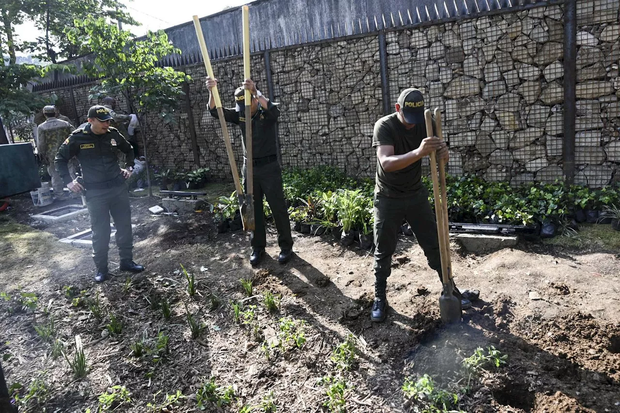 En Colombie, face aux vagues de chaleur, la végétalisation porte ses fruits