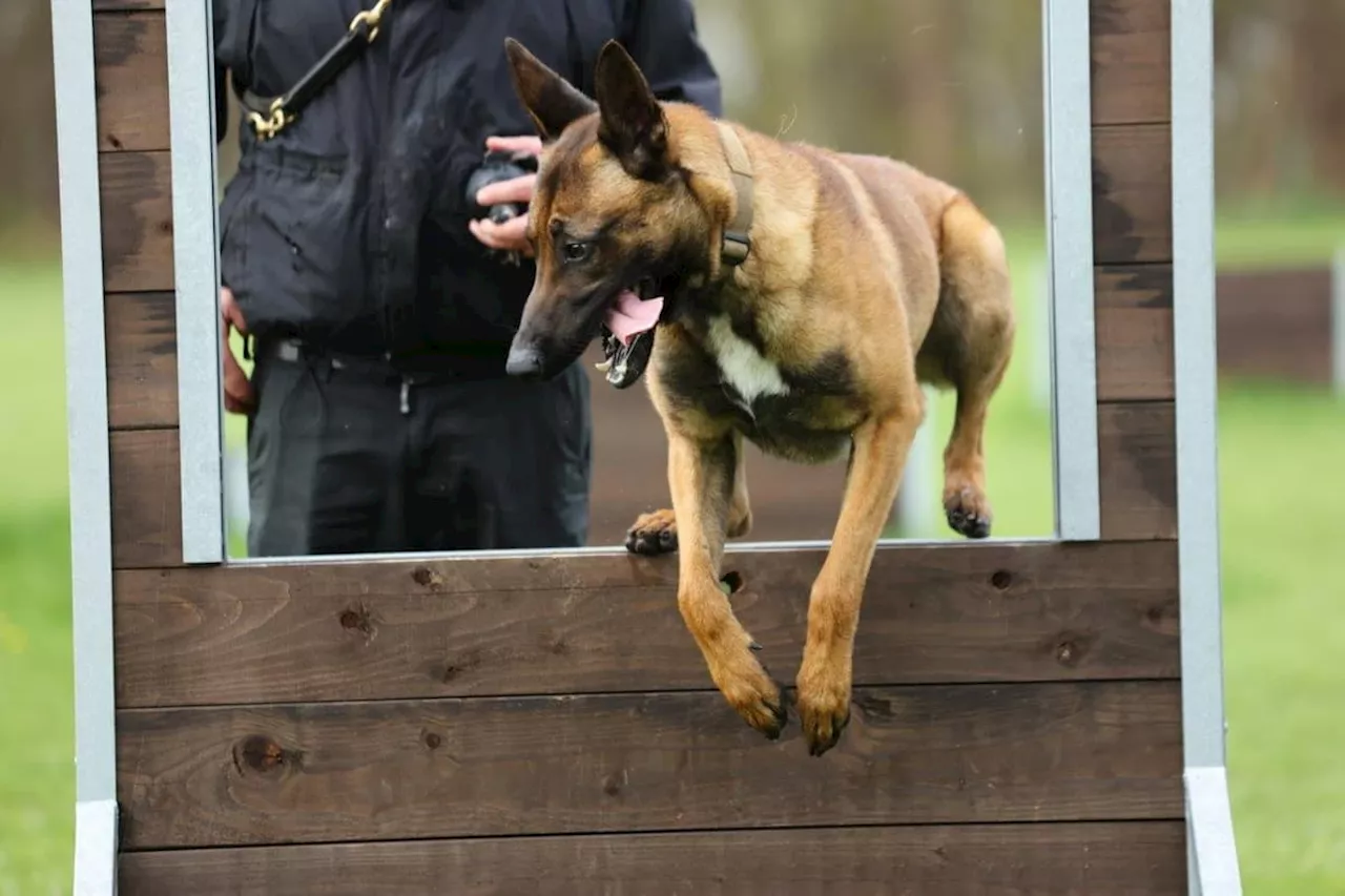 Abandoned Belgian Malinois puppy found wandering streets gets rehomed as police dog