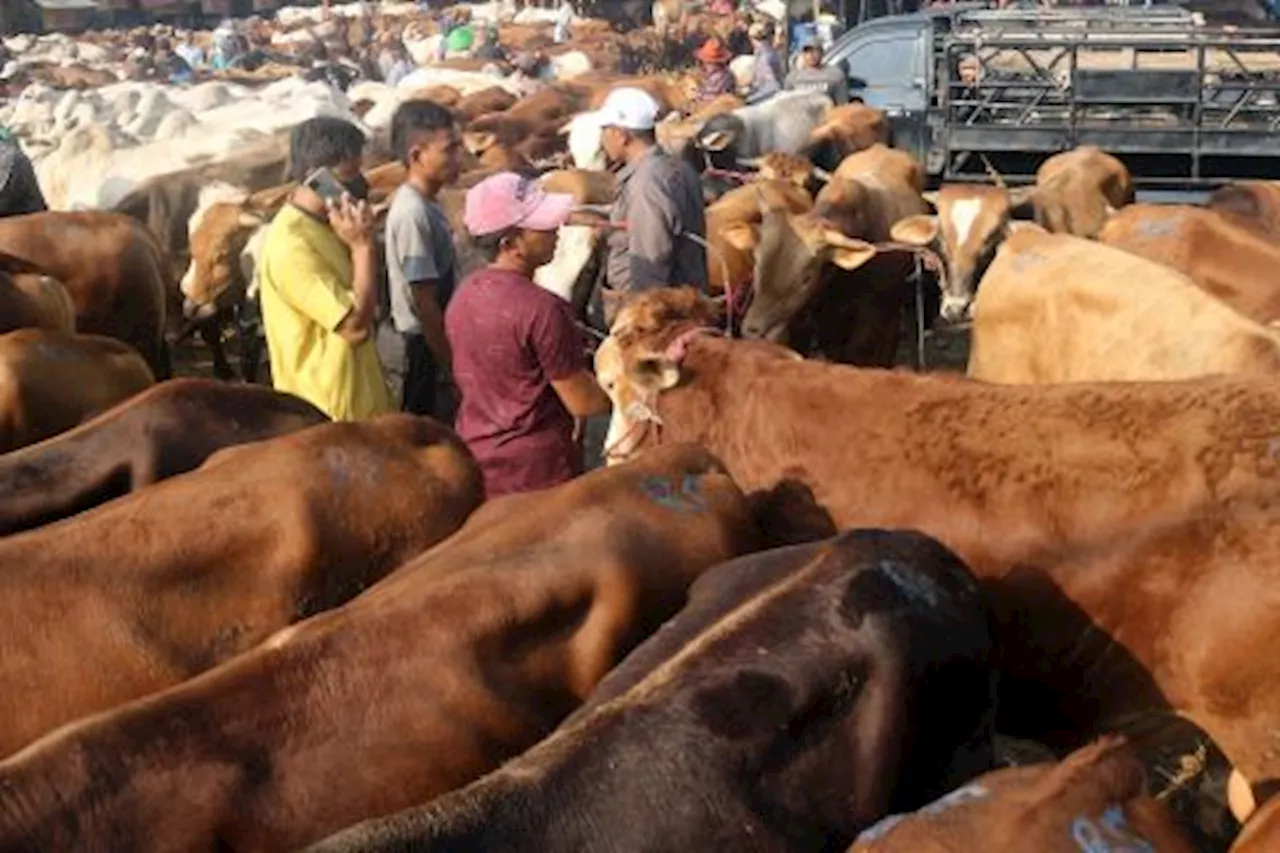 Jelang Idul Adha, Kasus Pencurian Hewan Ternak di Palu Marak Terjadi