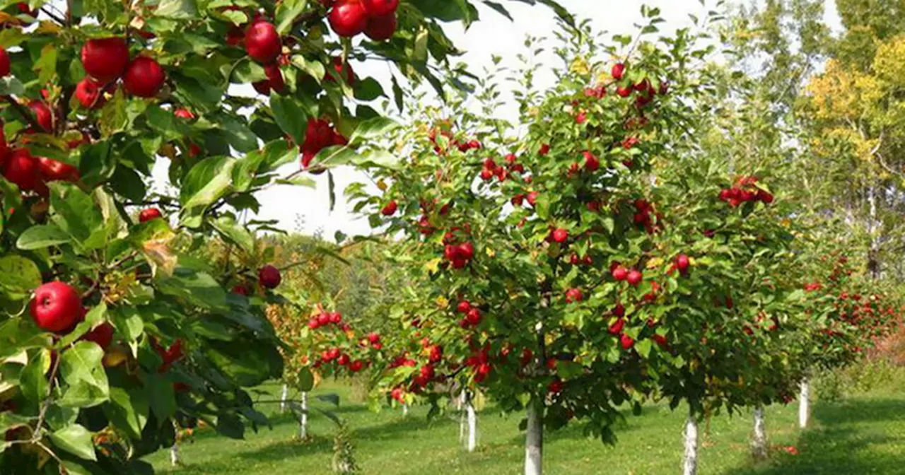 'I ditched garden centres and bagged £100-worth of fruit trees for under £30'