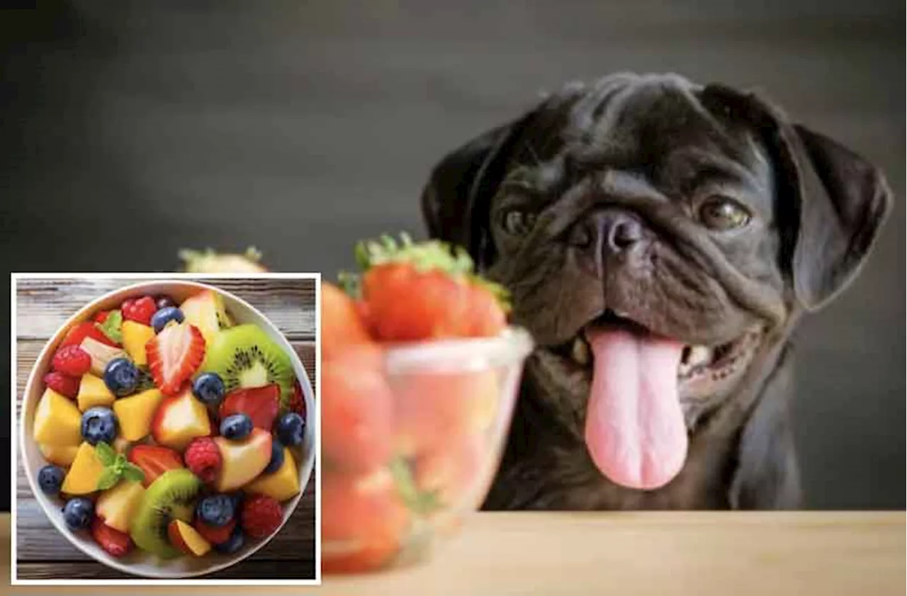 Can Dogs Eat Fruits?