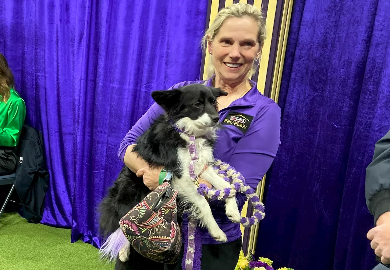 Westminster dog show agility 2024: Nimble makes history as 1st mixed-breed dog to win