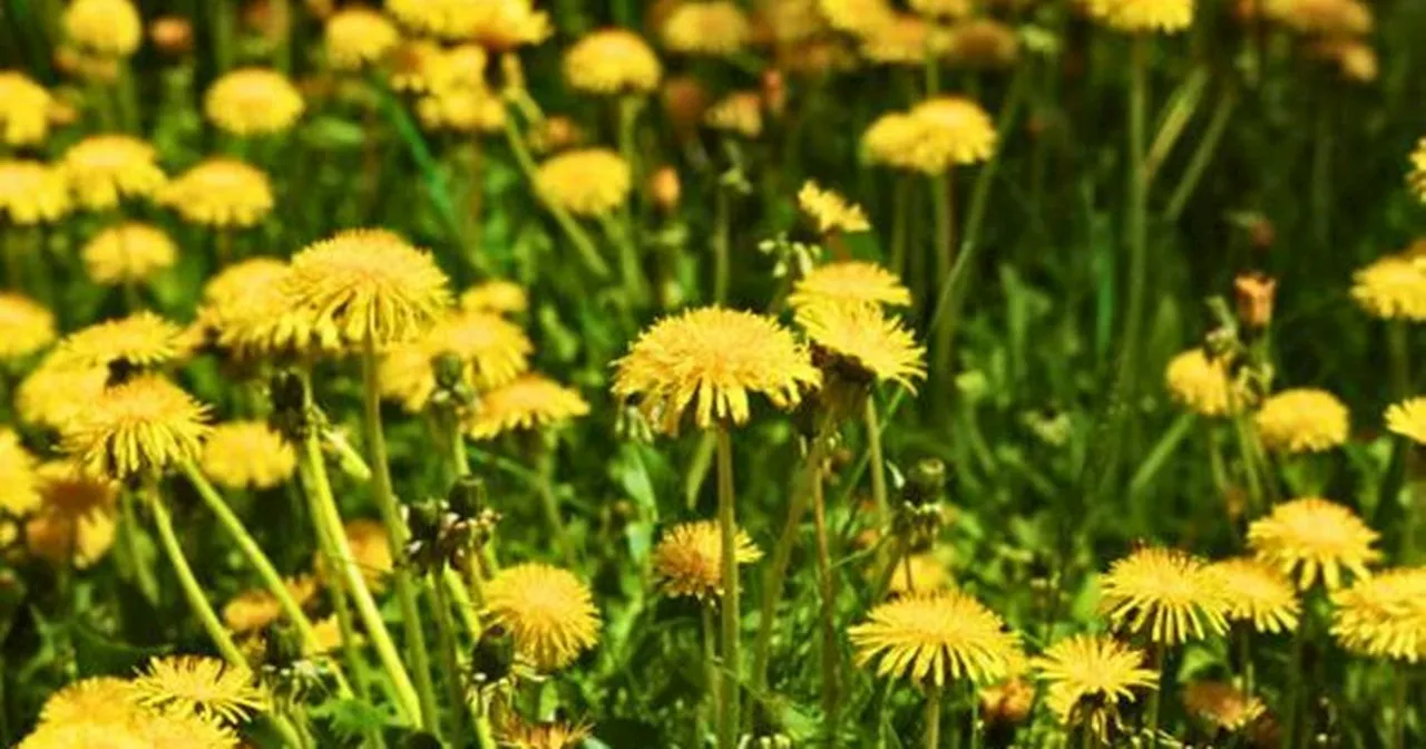 Four ways to get rid of dandelions on your lawn without using chemicals