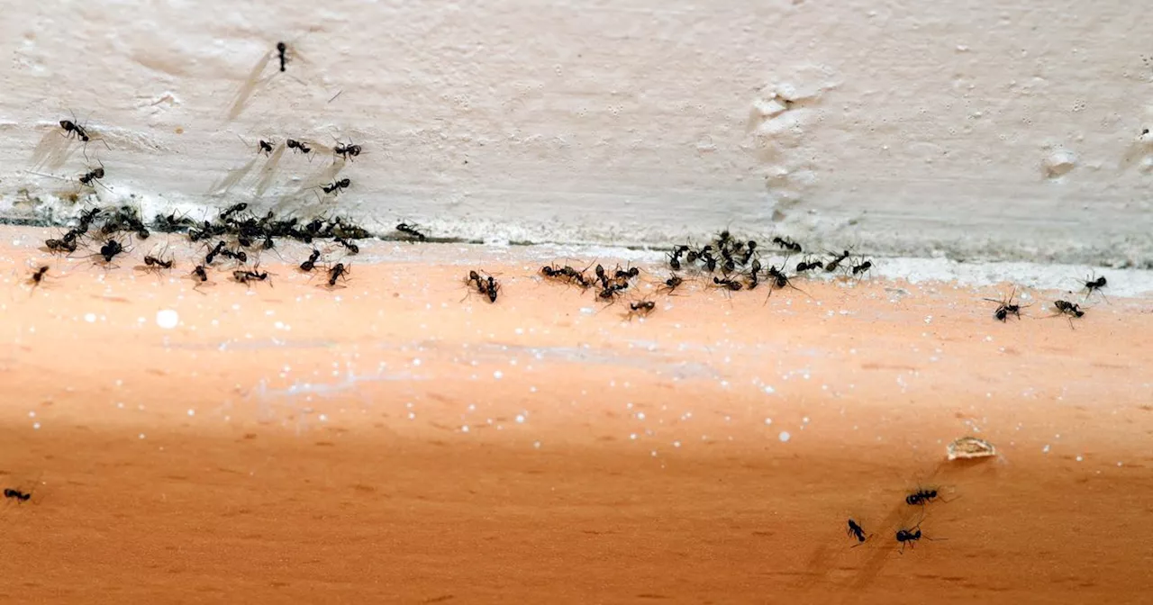 How to get rid of ants in the house using expert's simple £1.30 hack