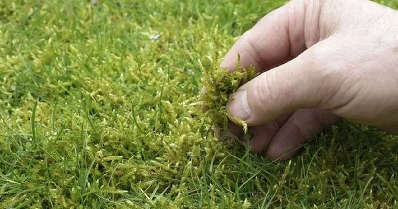 'Simple mistake' that makes moss thrive in your lawn and how to get rid of it