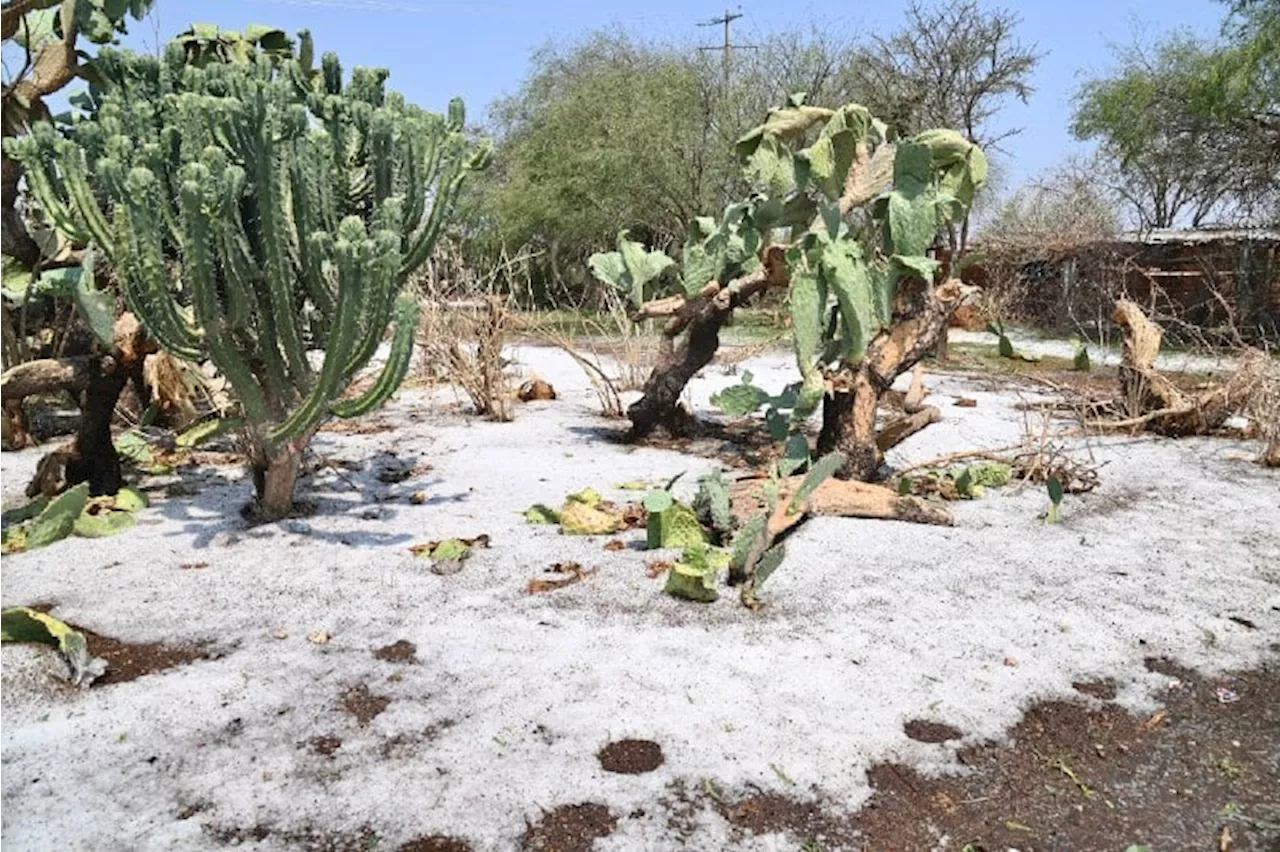 Mientras casi todo Guanajuato sufre el calor, en estas zonas de Dolores les cae granizada