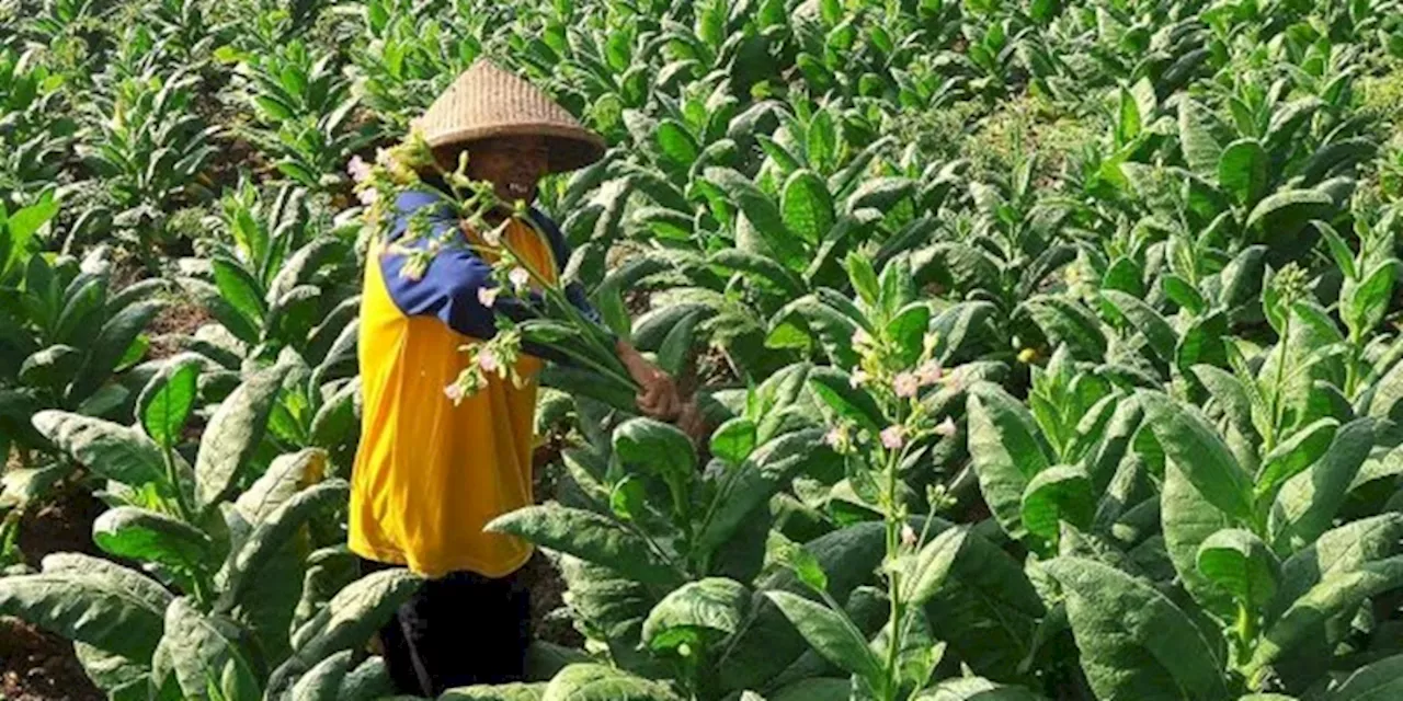 Petani Tembakau Lereng Sumbing Suka Cita Sambut Masa Tanam