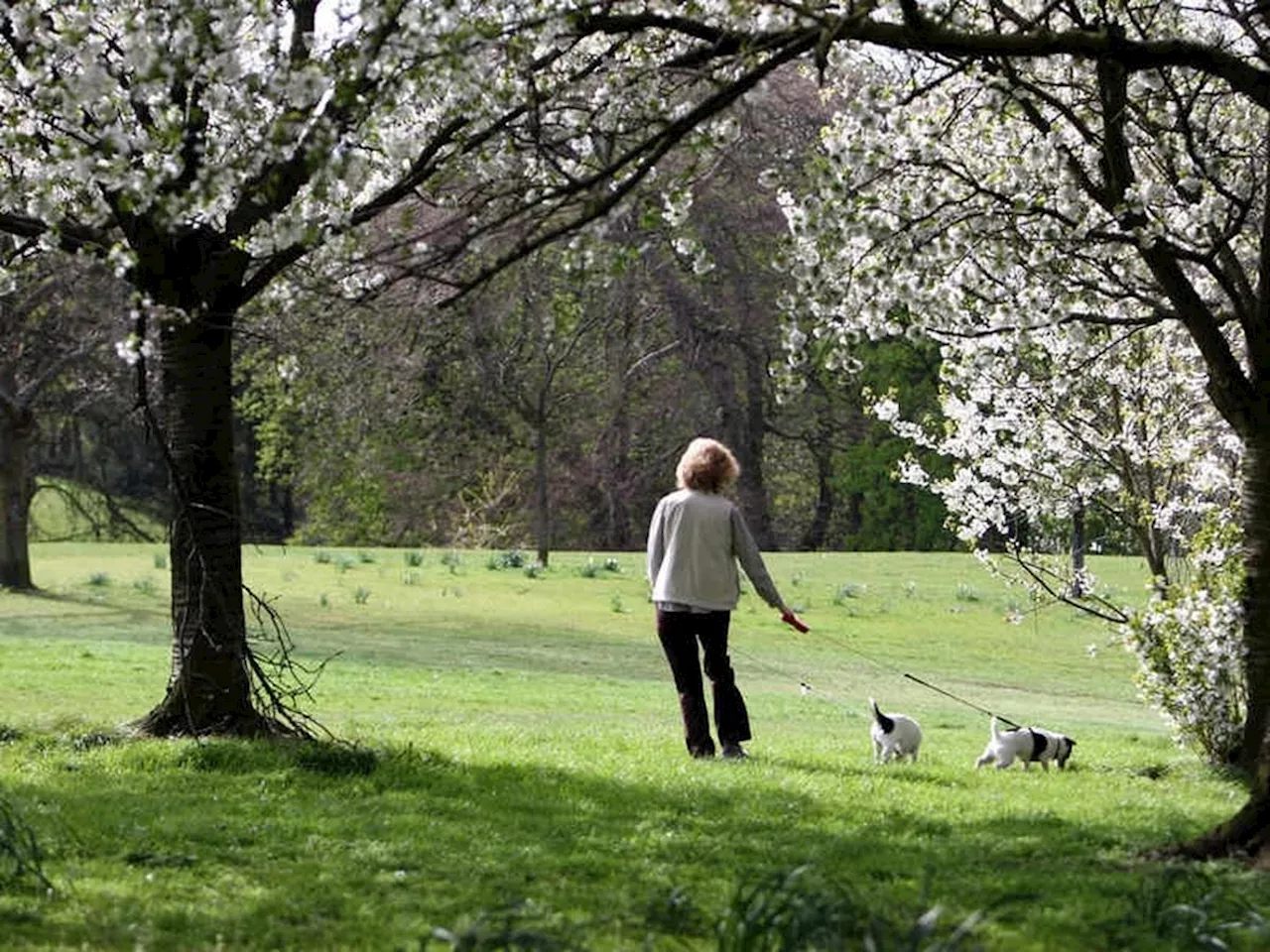 Dog owners face £100 fines under tough new rules due to come into force within weeks