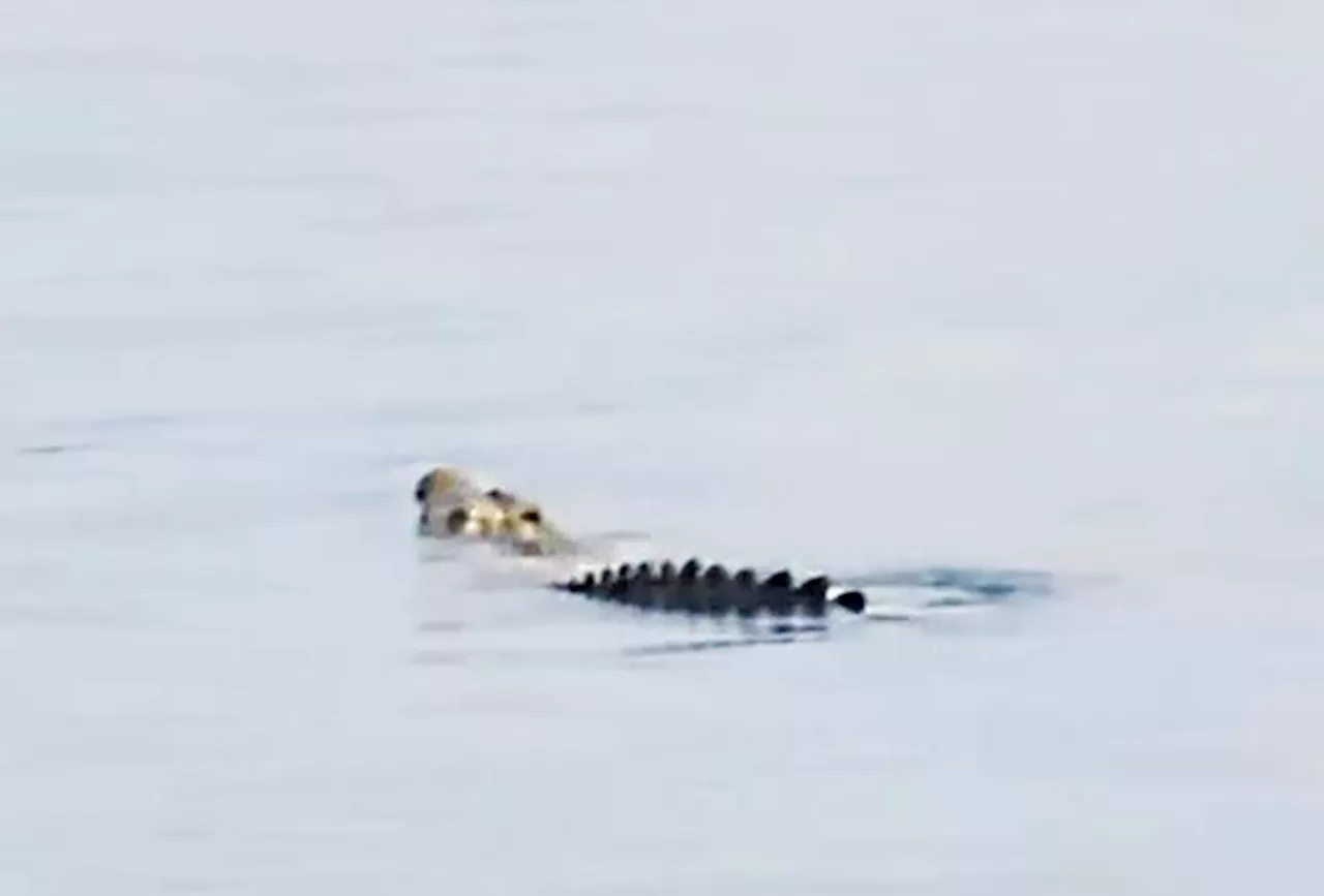 Croc watch in KK waters after sightings