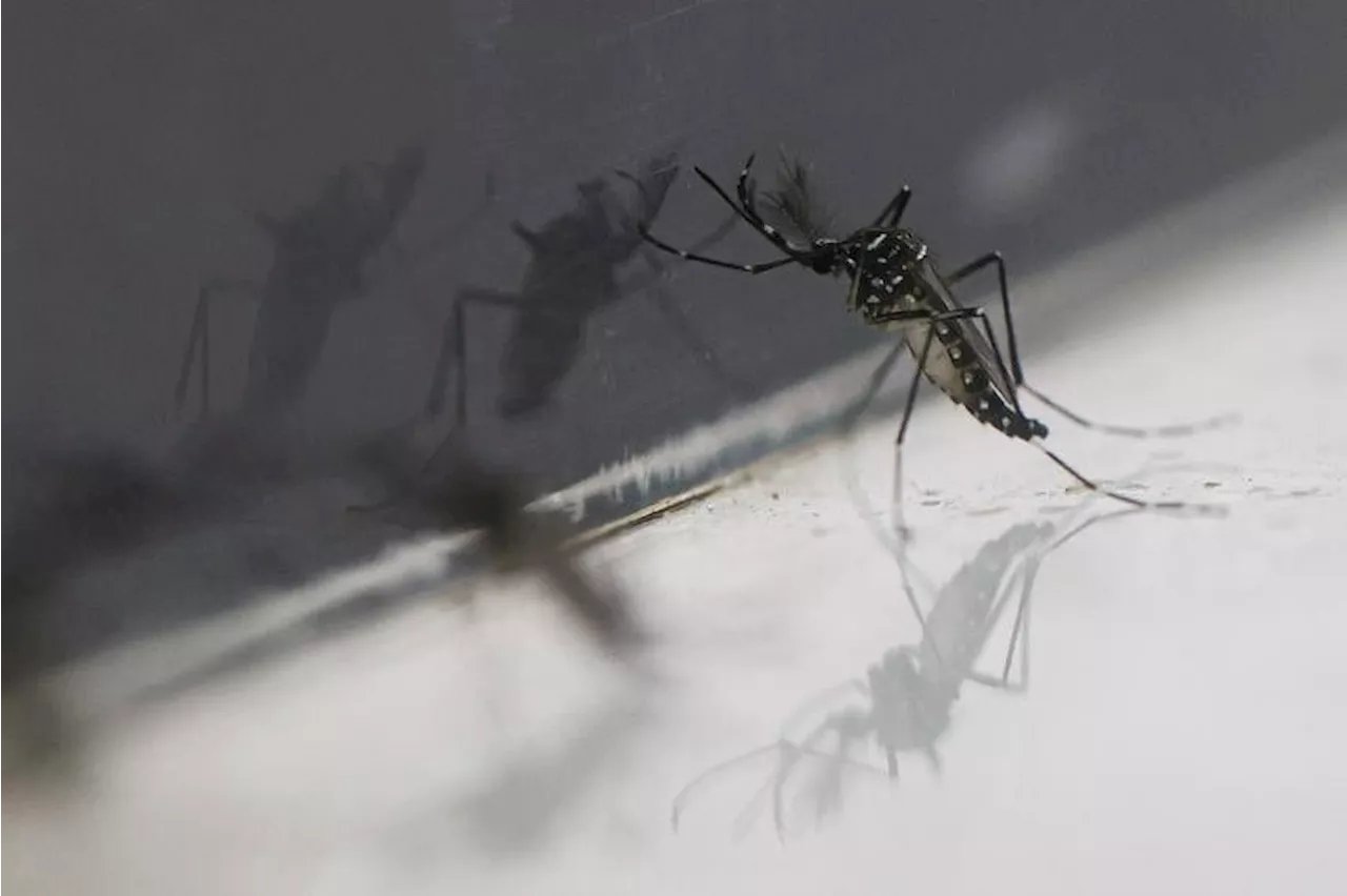 High worldwide dengue numbers may not impact Singapore, say experts