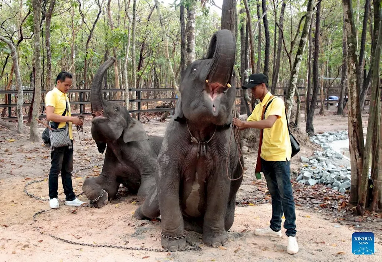 Laos donates pair of rare Asian elephants to Cambodia as token of its deep friendship with neighbour