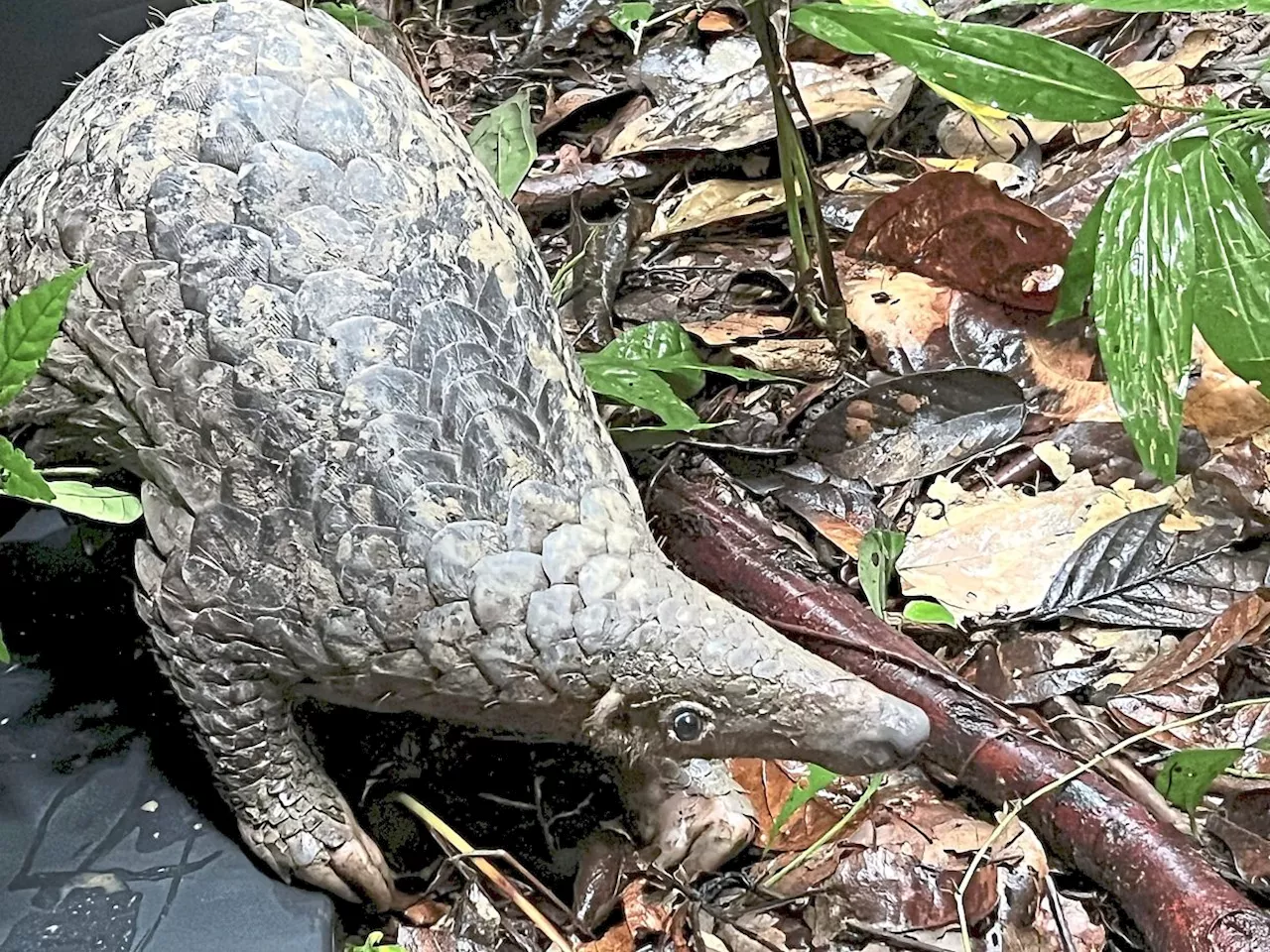 Pangolin needs urgent protection