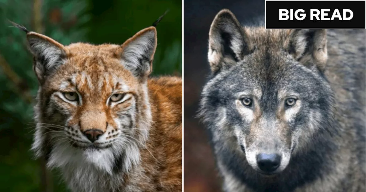 Inside the battle to bring wolves and lynx back to Britain