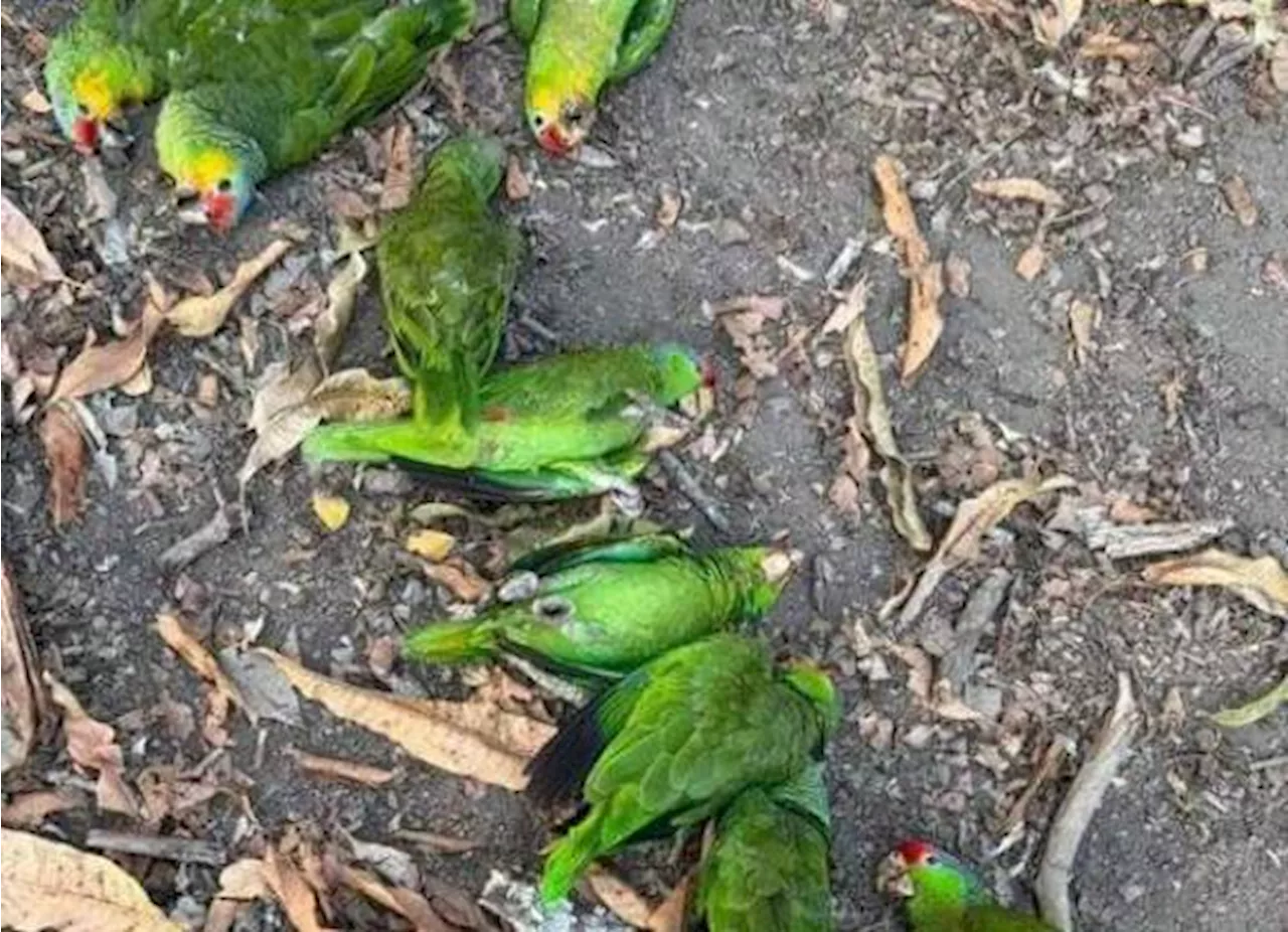 Ola de calor afecta a aves en la Huasteca Potosina y Tamaulipas: presentan síntomas de deshidratación