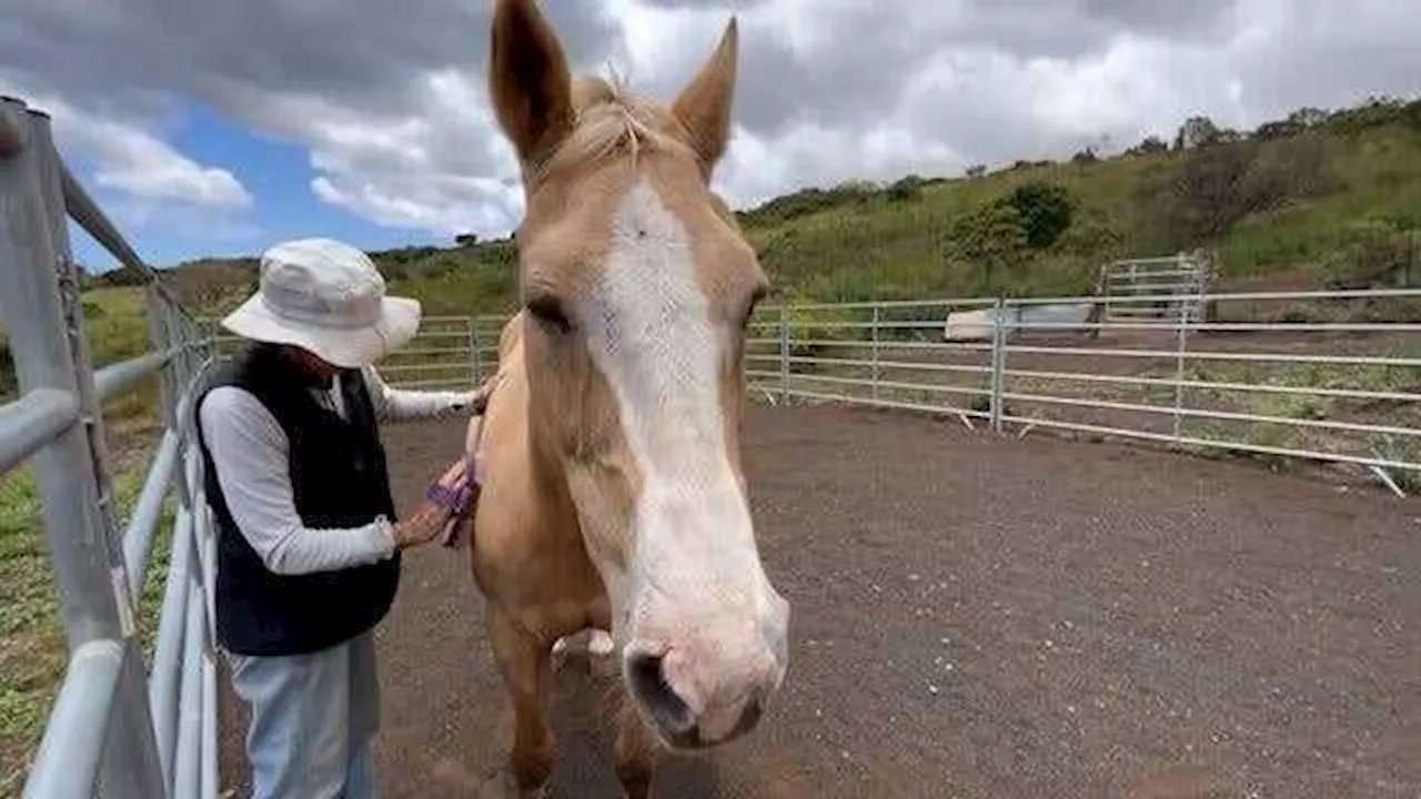 Group helping Maui fire survivors heal with horses says they're seeing 'miracles'