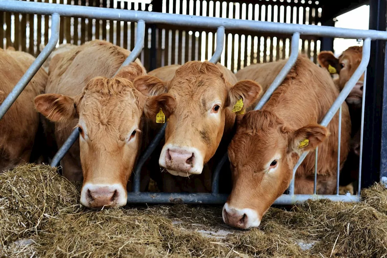 Bluetongue: Fears infected midges will bring sheep and cattle disease from Europe