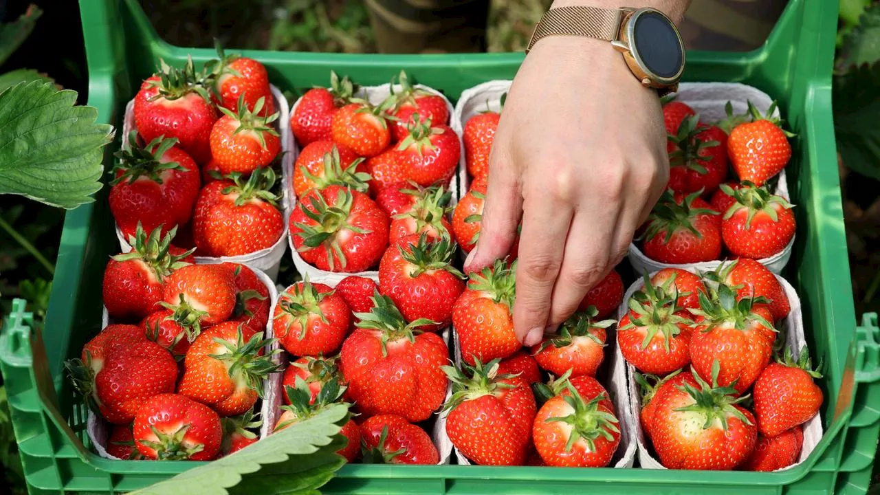 Erdbeeren: die gesunde Frucht des Sommers