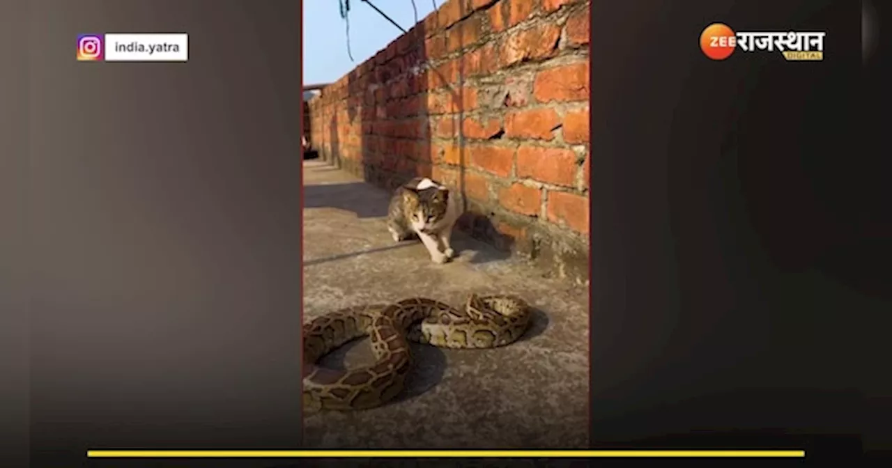 Snake Video: शांति से लेटा था अजगर, बिल्ली ने आकर धड़े चांटे ही चांटे और फिर....