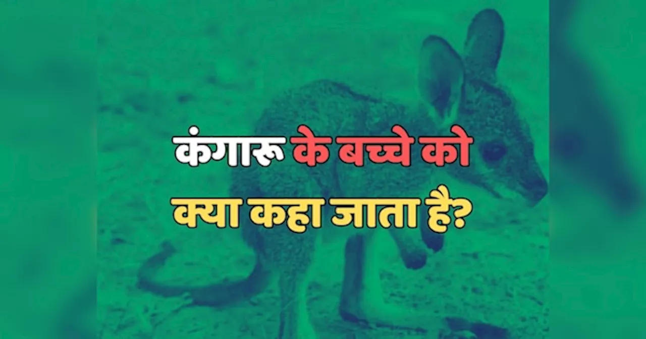 Trending Quiz : कंगारू के बच्चे को क्या कहा जाता है?