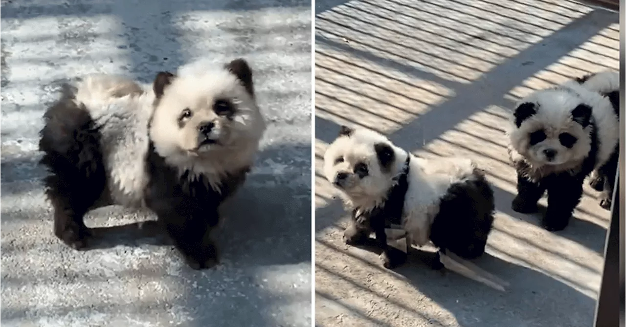 Chinese zoo's 'panda' display found to feature dogs dyed black and white