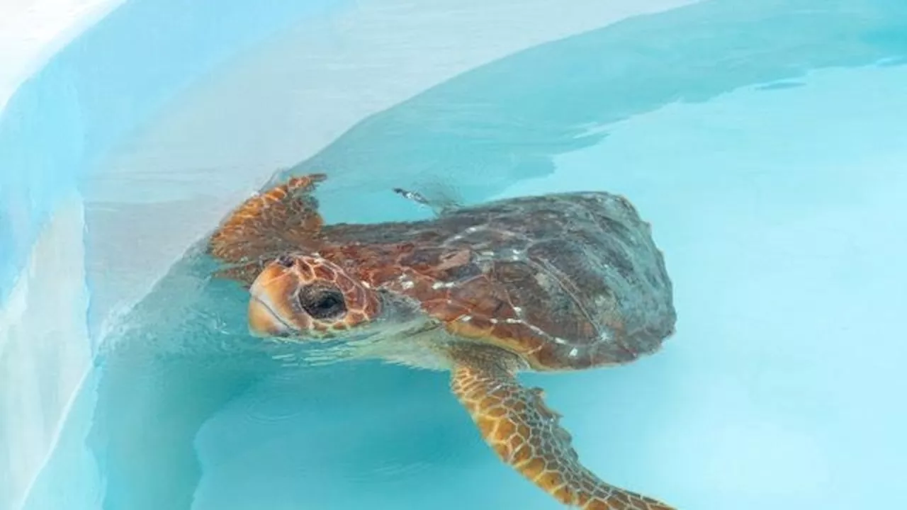 2 injured loggerhead turtles triumphantly crawl into the Atlantic after rehabbing in Florida