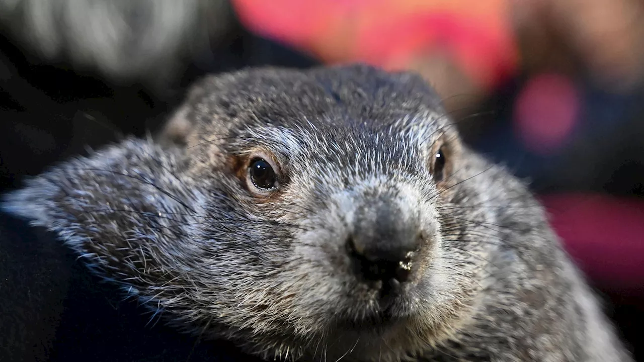 Punxsutawney Phil's babies are named Shadow and Sunny