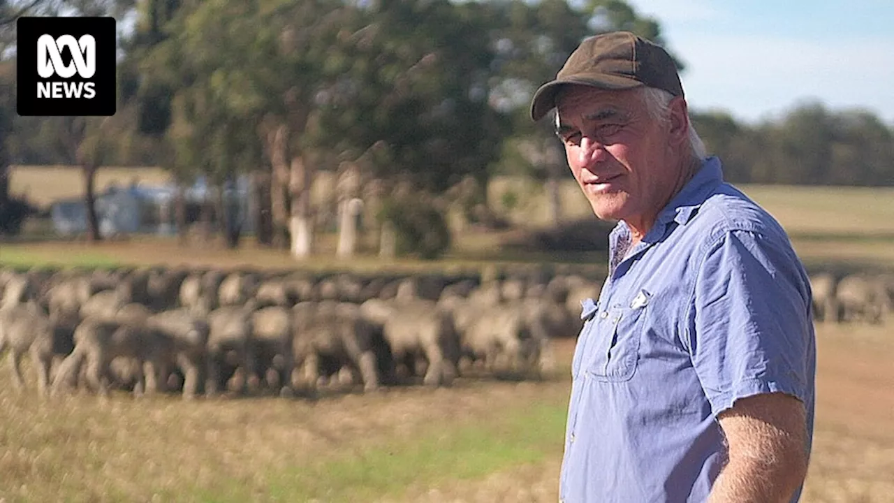 Albanese government's ban on live sheep exports stokes anger among WA farmers