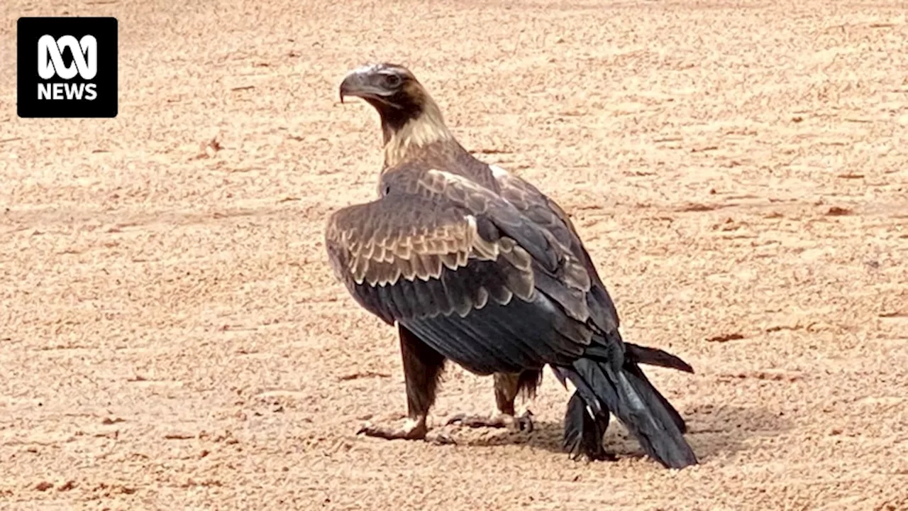 Failed feather transplant can't ground Byron Bay's rescued wedge-tailed eagle