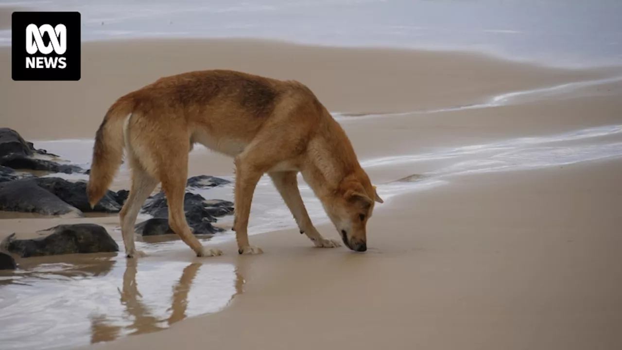 Wildlife rangers investigate death of dingo allegedly shot with speargun on K'gari