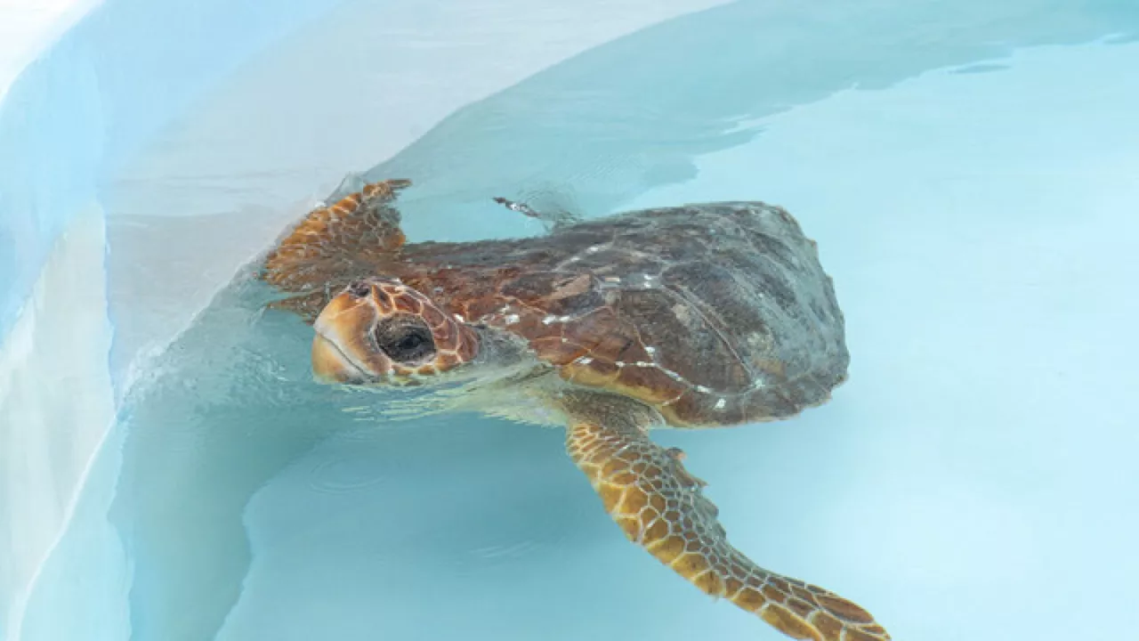 2 injured loggerhead turtles triumphantly crawl into the Atlantic after rehabbing in Florida