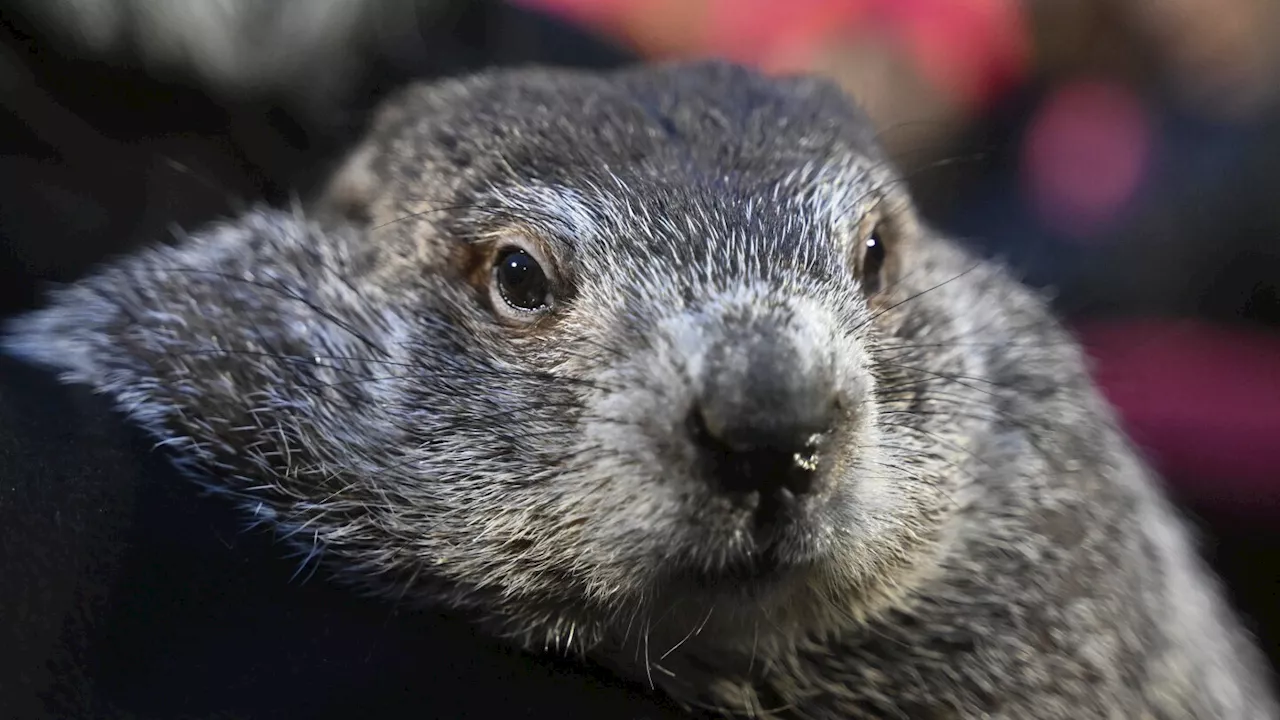 Punxsutawney Phil's babies are named Shadow and Sunny. Just don't call them the heirs apparent