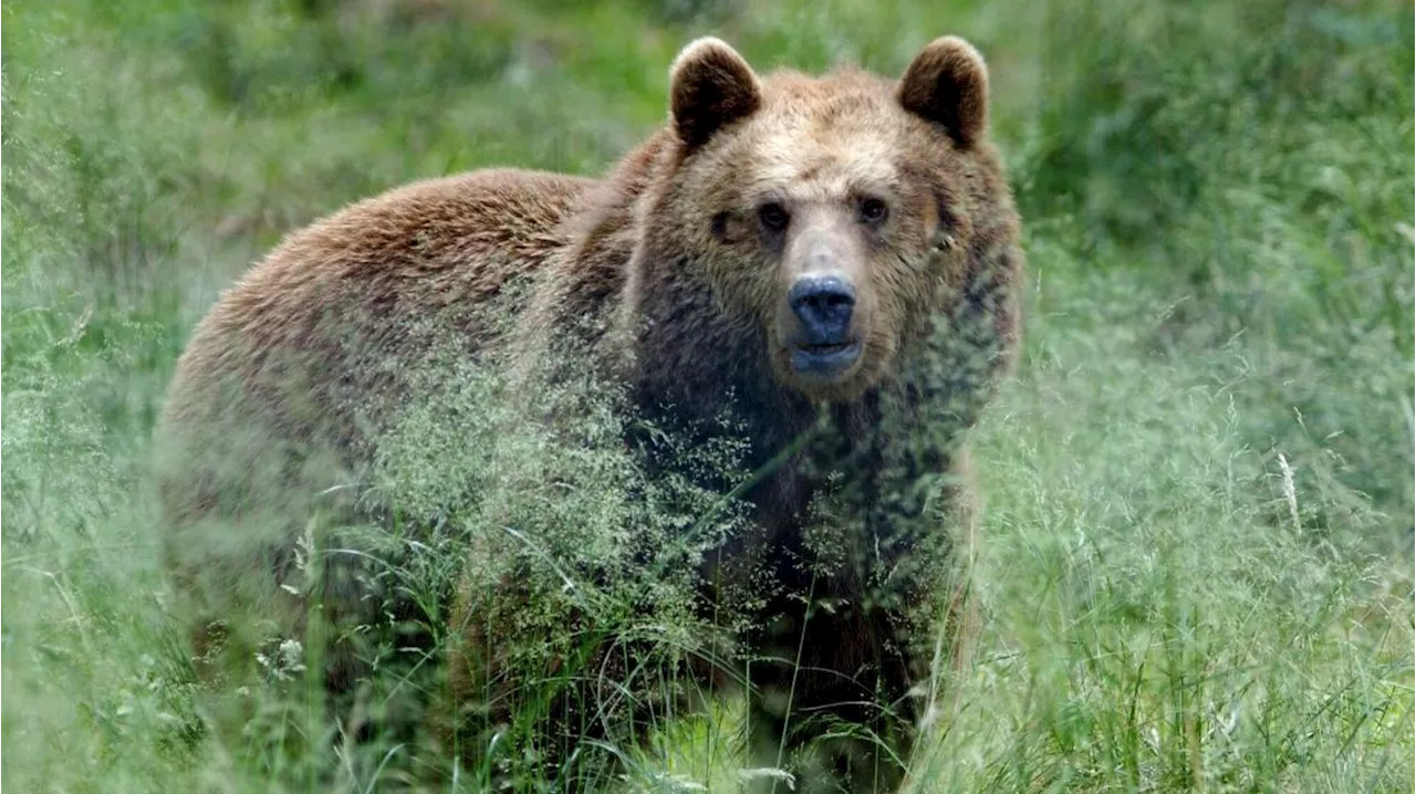 Gardasee: Wo leben Bär, Wolf und Luchs?