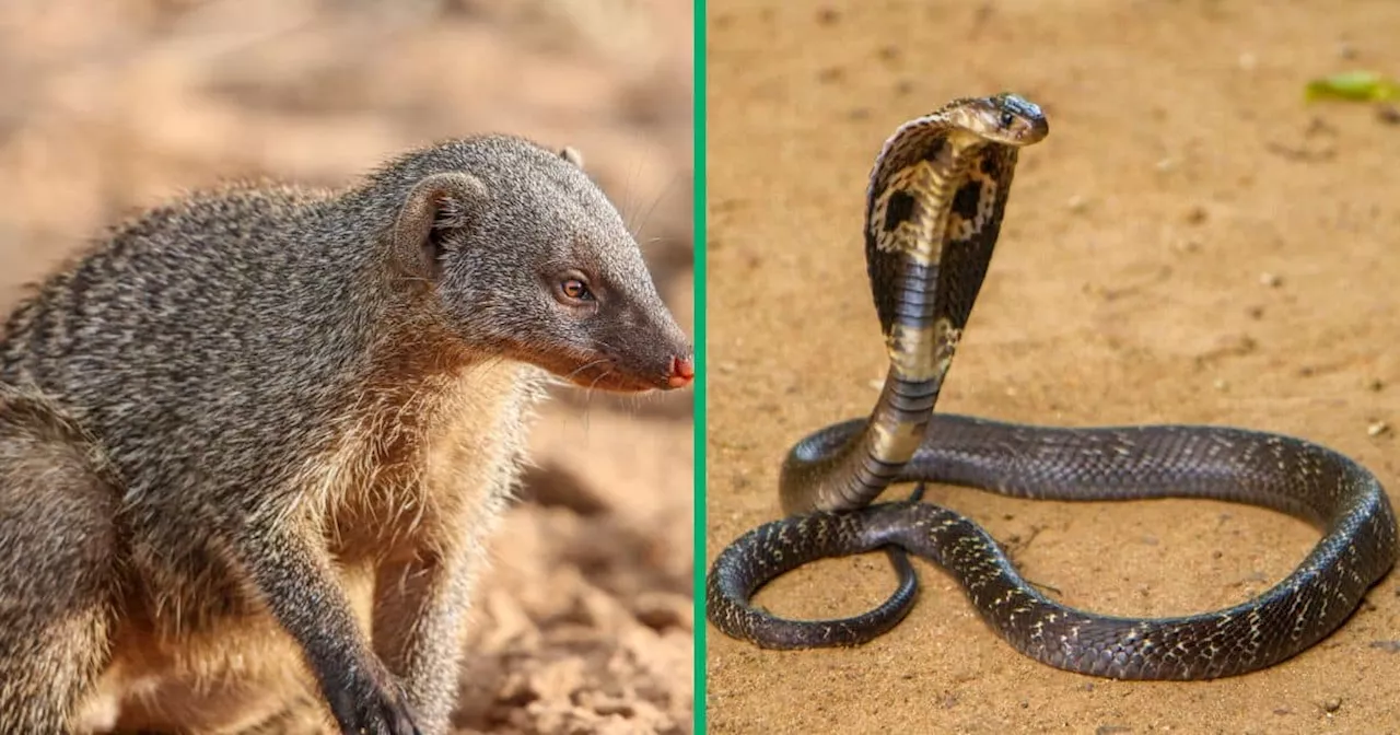 Mongoose Takes On Cobra in Astonishing Street Encounter in a Video, Leaves Internet Awestruck