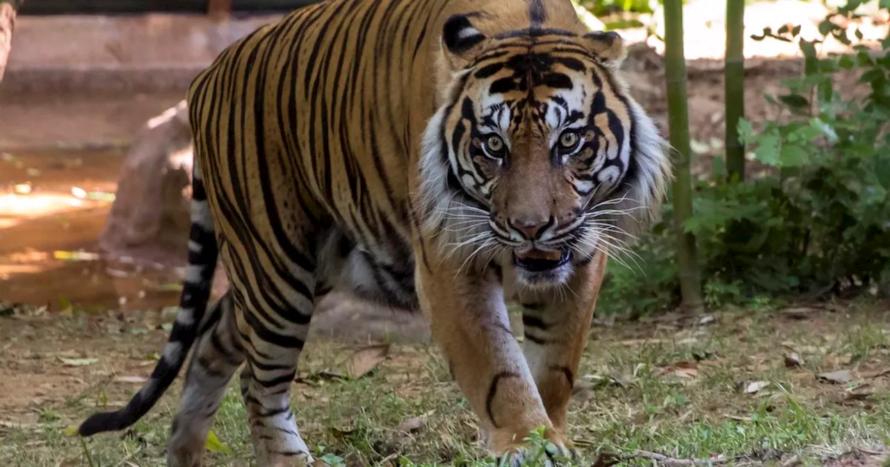 Hunt underway for Sumatran tiger after screaming leads workers to man's body, tiger footprints