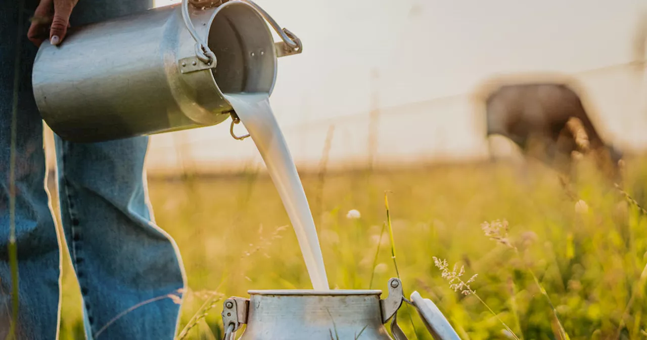 Influencers promote raw milk despite FDA health warnings as bird flu spreads in dairy cows