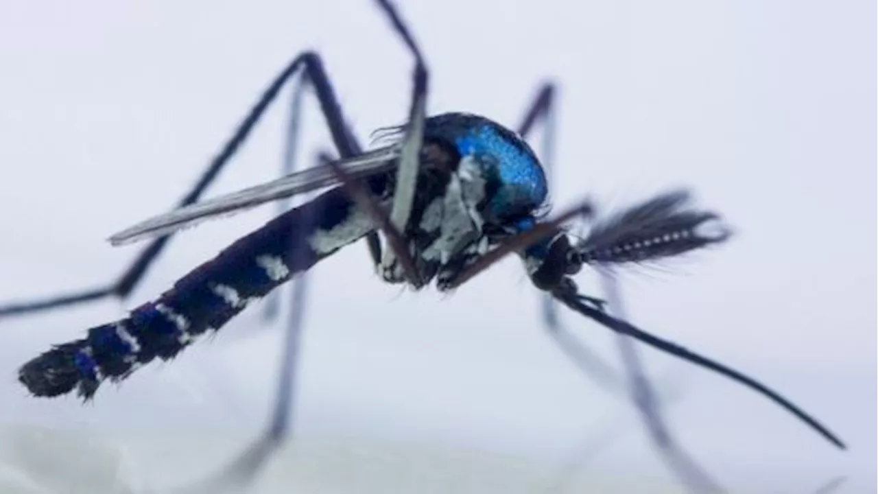 Cientistas apontam circulação do vírus mayaro entre humanos em Roraima