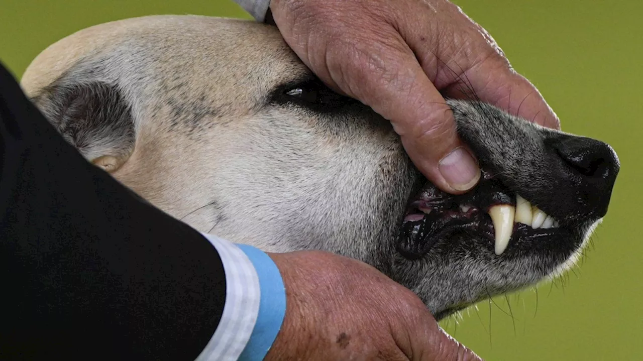 At Westminster dog show, a display of dogs and devotion