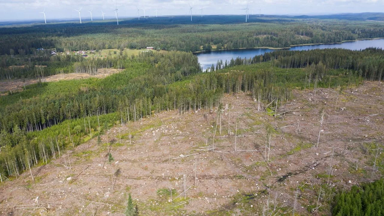 Svar: Att förbruka mer skog är inte lösningen på klimatkrisen