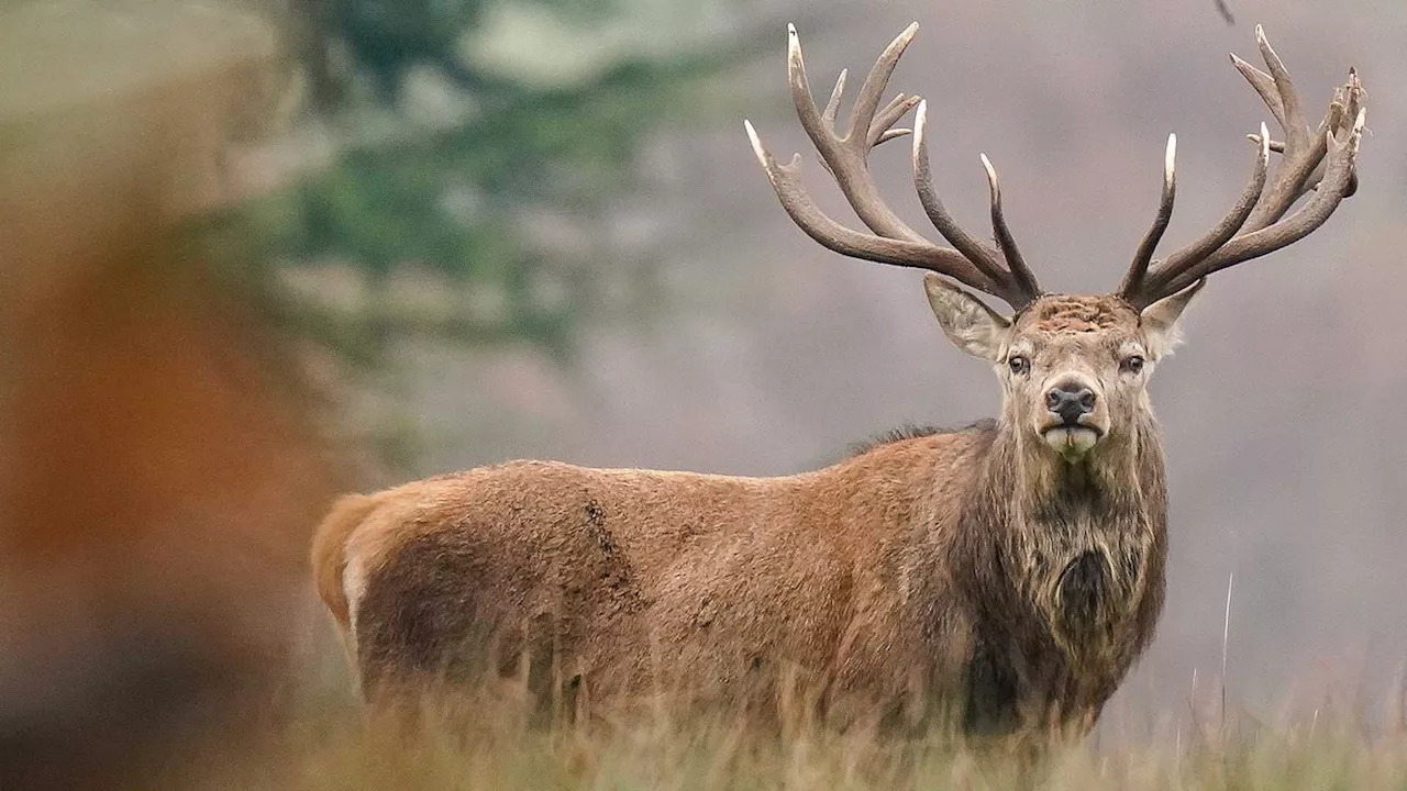 Serve VENISON in schools and hospitals to help control deer population, Tory MPs tell government as...