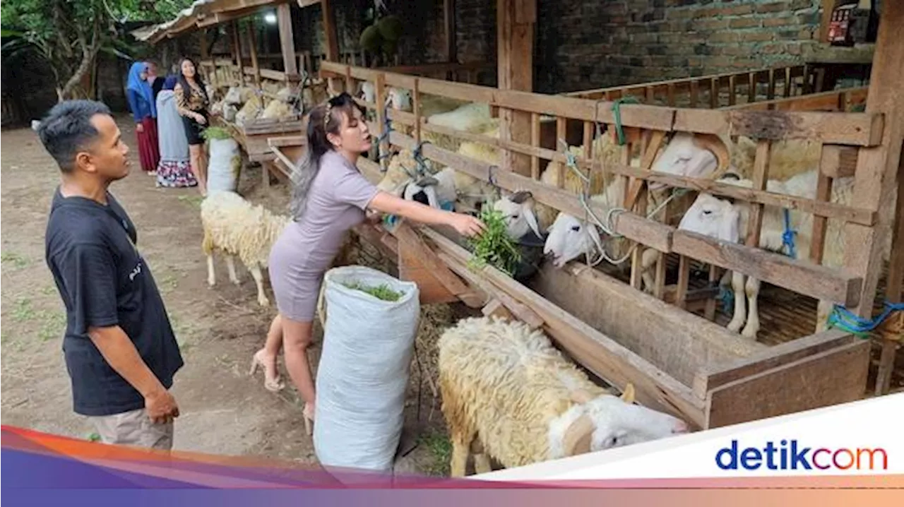 Ternyata Ini Alasan Adi Pakai Jasa SPG Jual Kambing Kurban