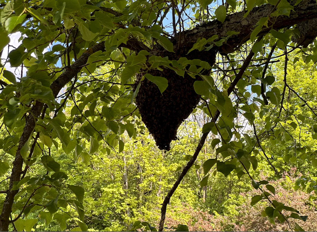 Alle reden von Fürzen. Ich rede von Bienen.